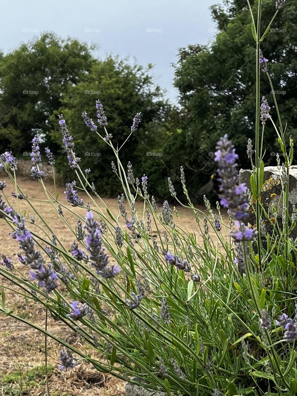 Established lavender 