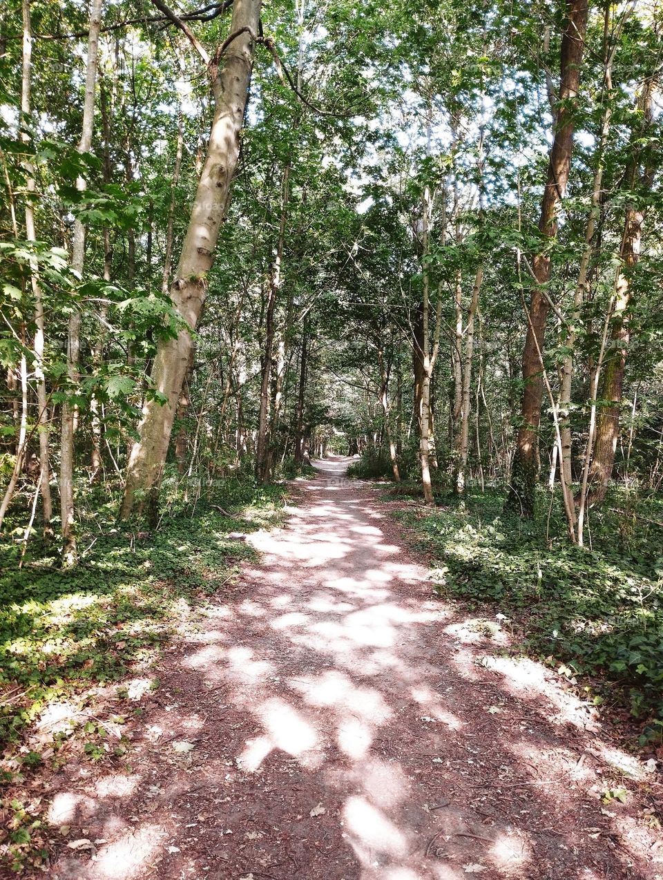 Along a peaceful path