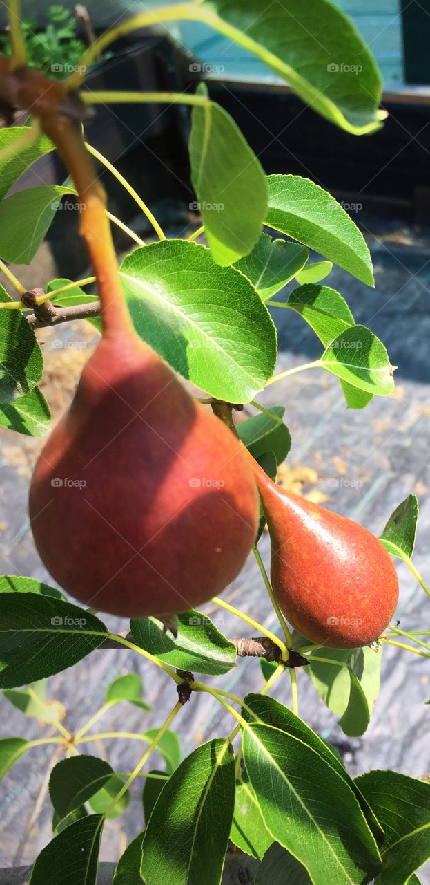 Baby pears growing 