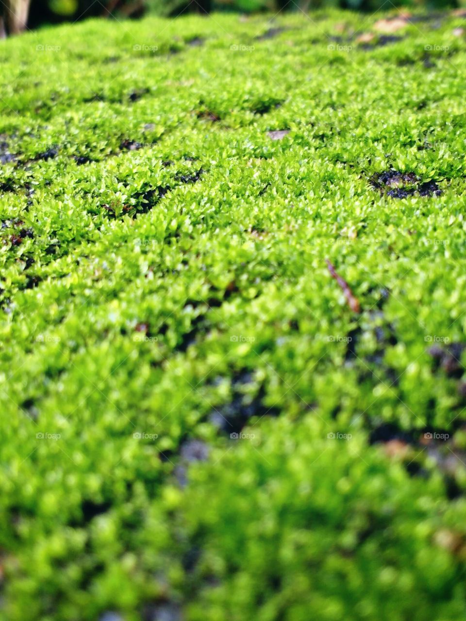 green plants