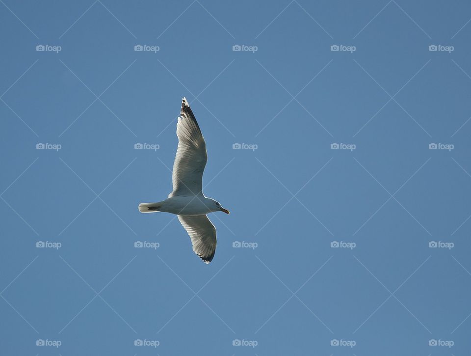 Gull in the sky