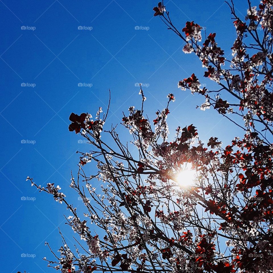 Flowering tree branches and blue sky 