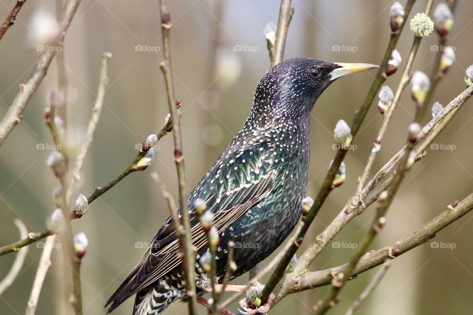 Starling 