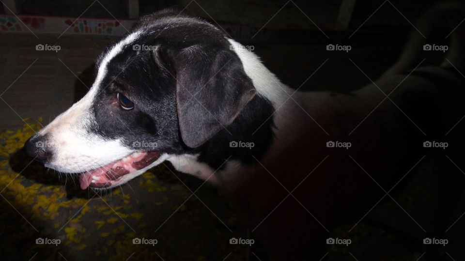 My dog, It's name chomping.