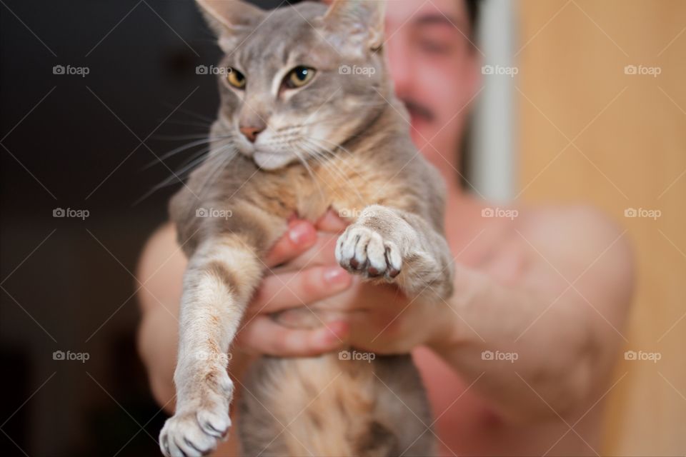 Oriental cat 