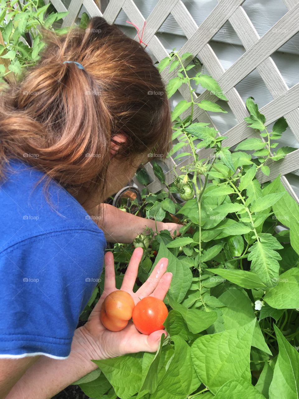 Lady picking tomatoes from the garden. 