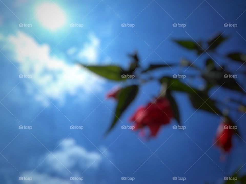 Defocused background abstract of Hibiscus rosa-sinensis flower with blue sky background