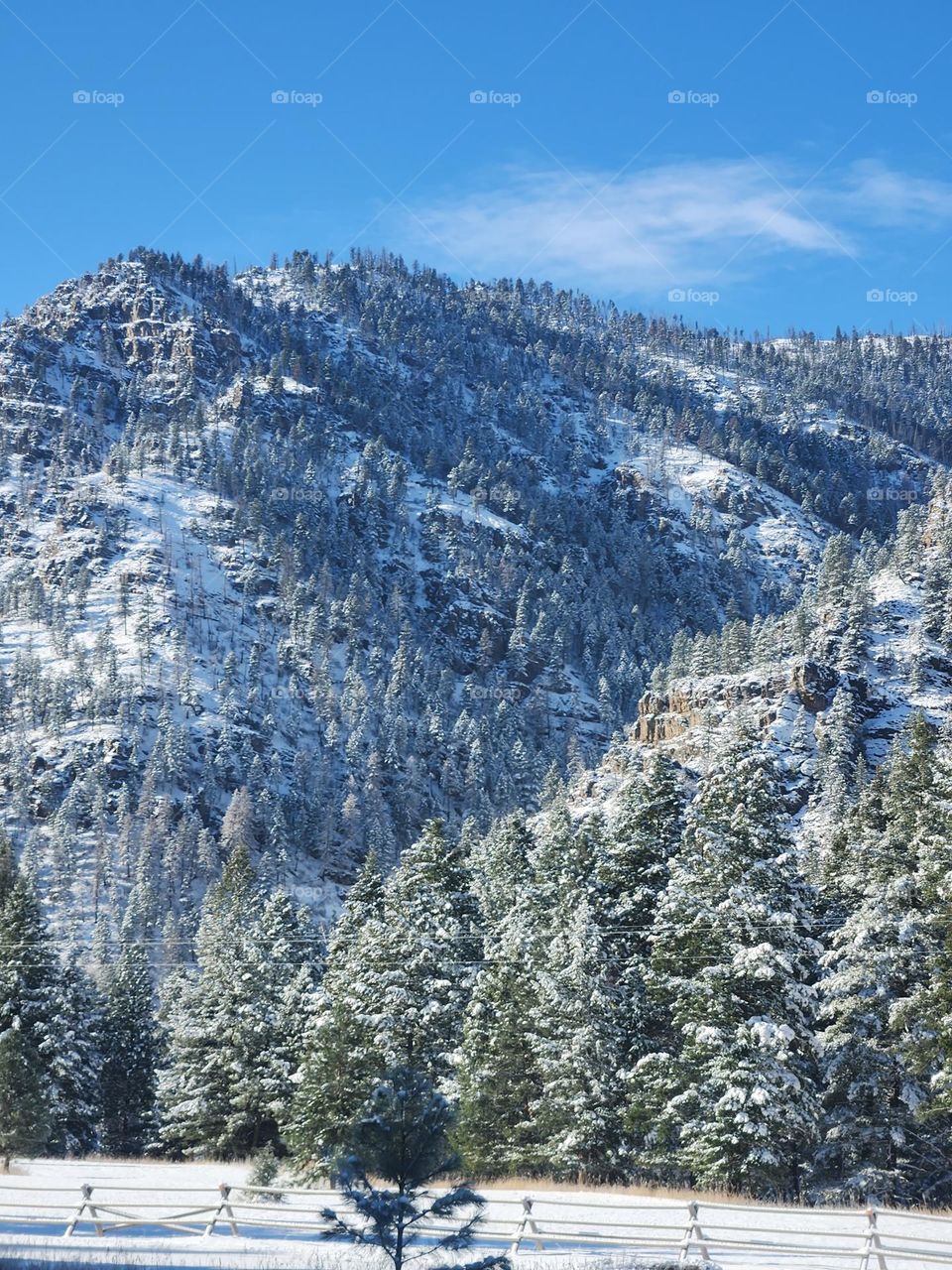 mountain trees with snow