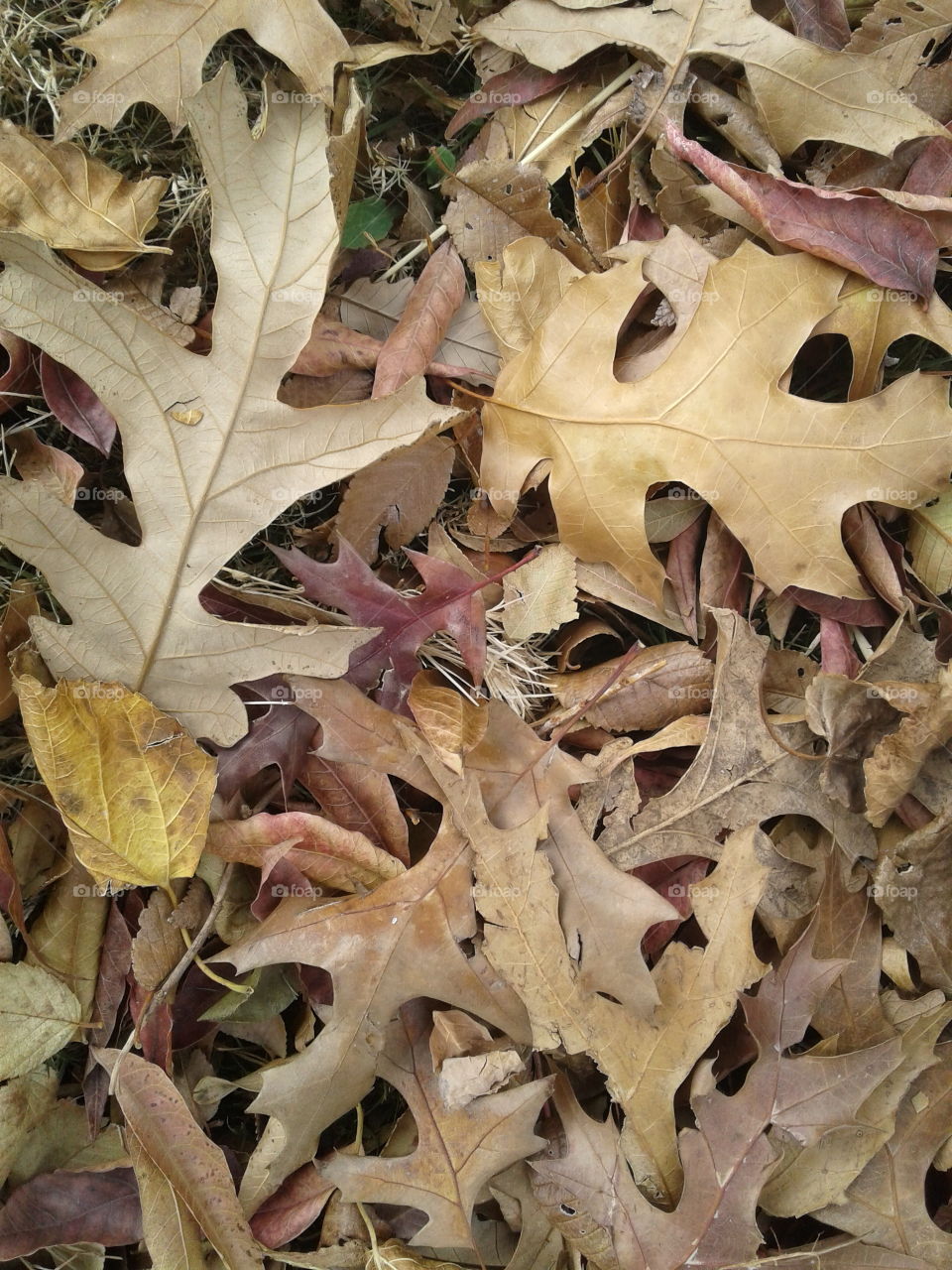 Fallen Crisps