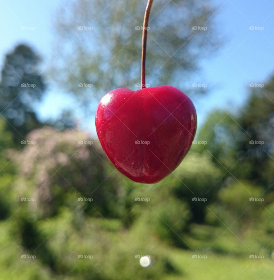 cherry