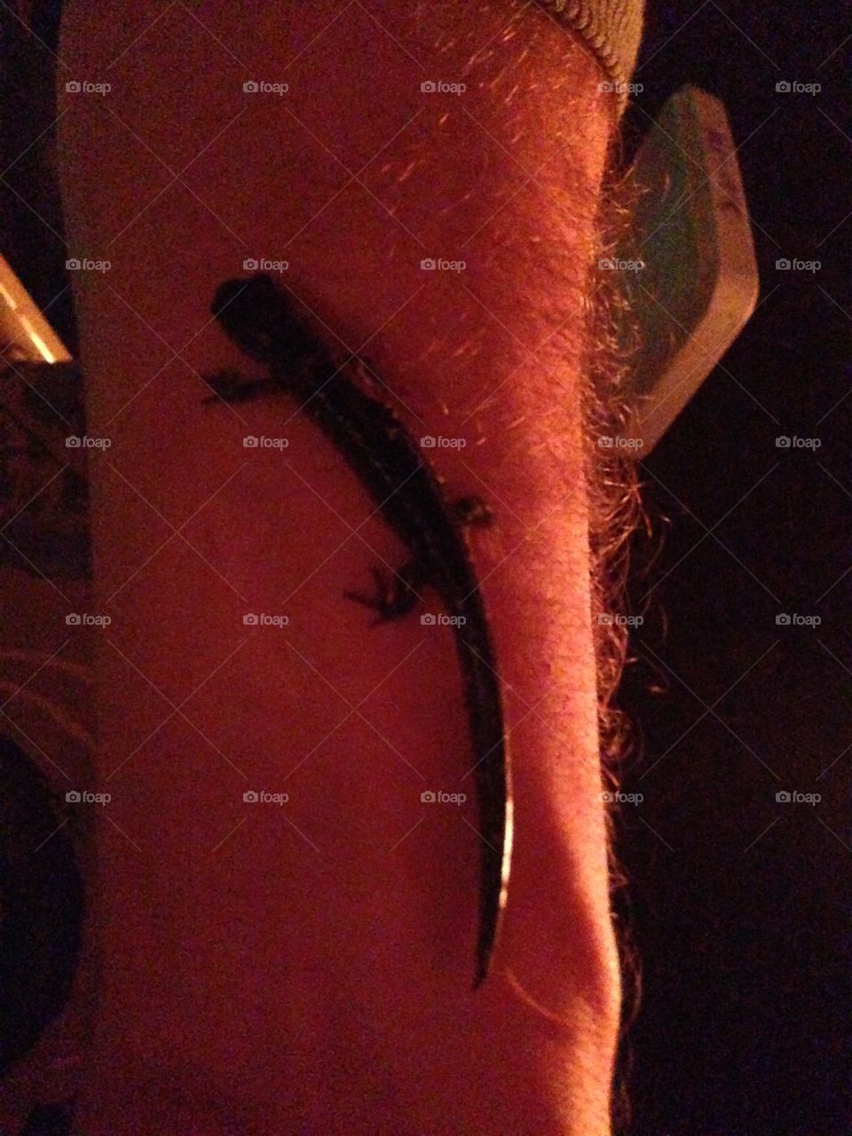 Little salamander 