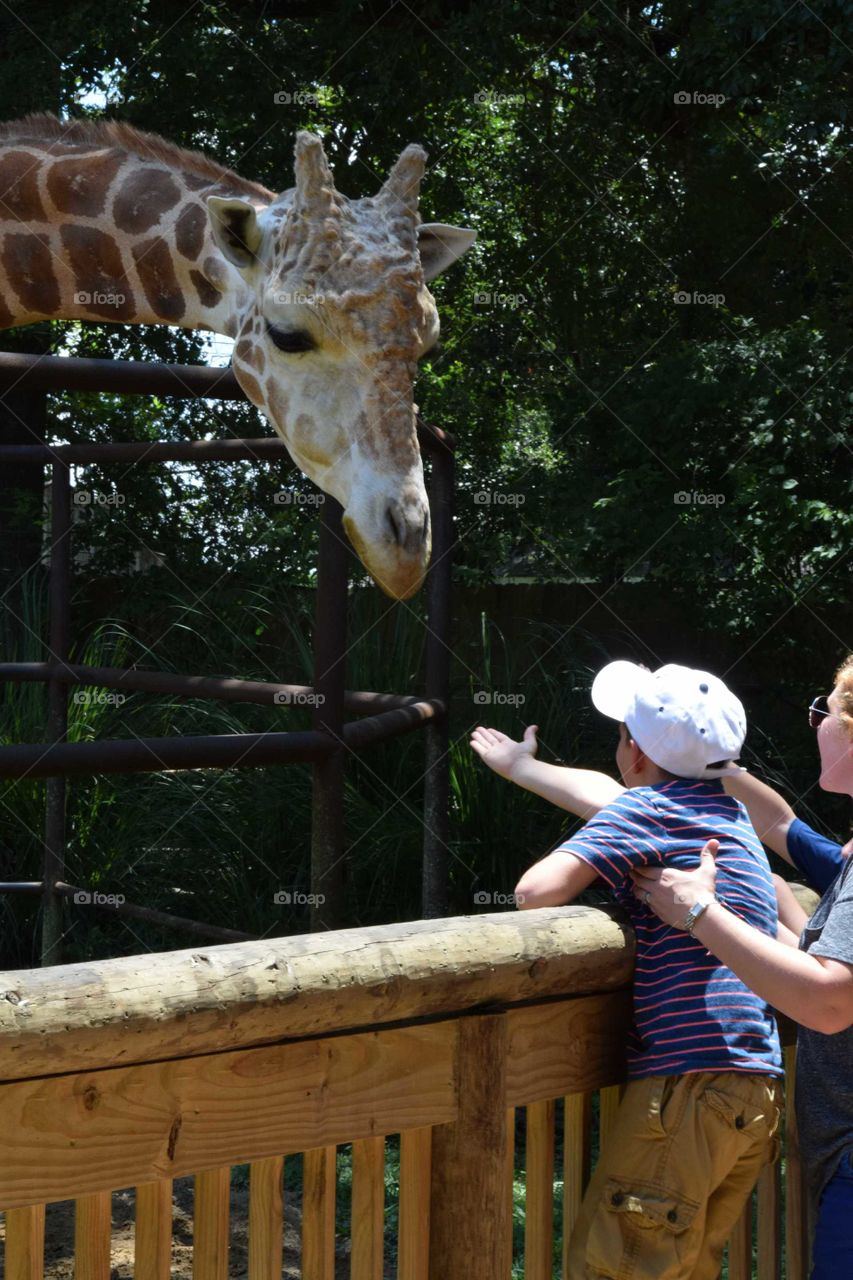child reaching for a giraffe