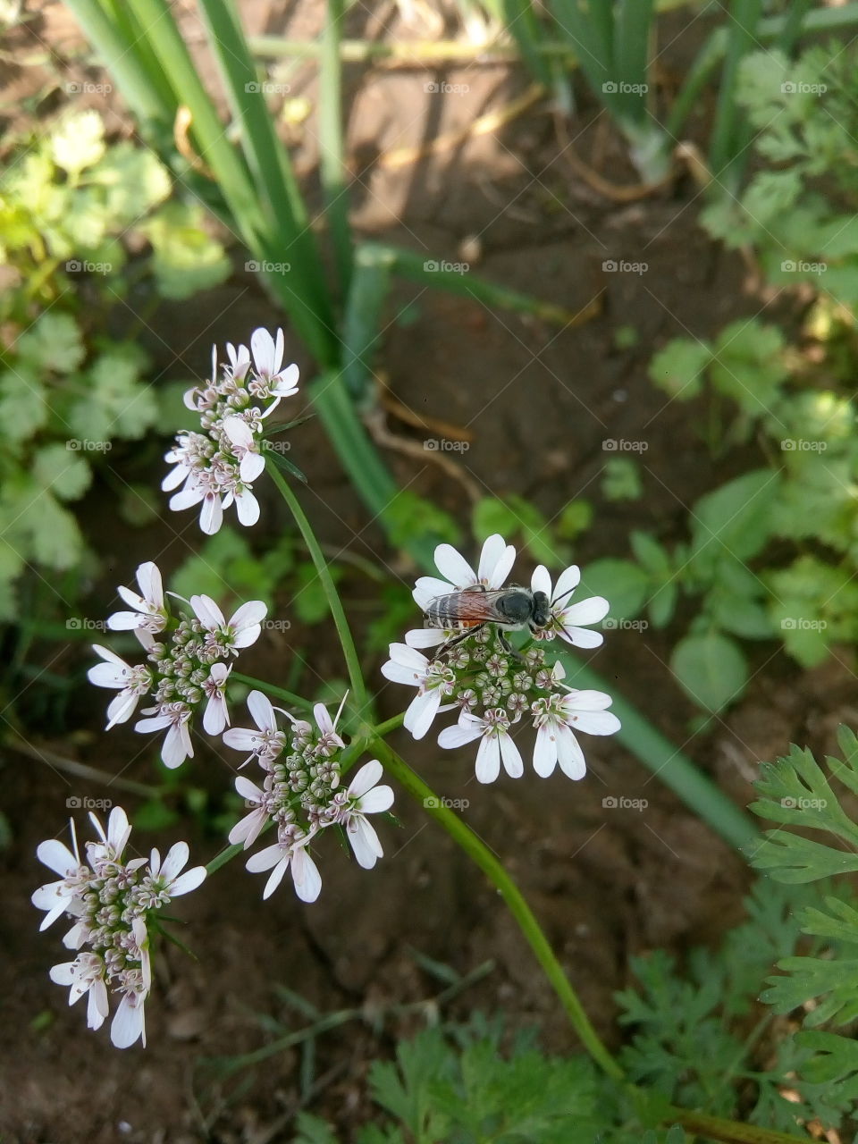 white tiny flower with insect