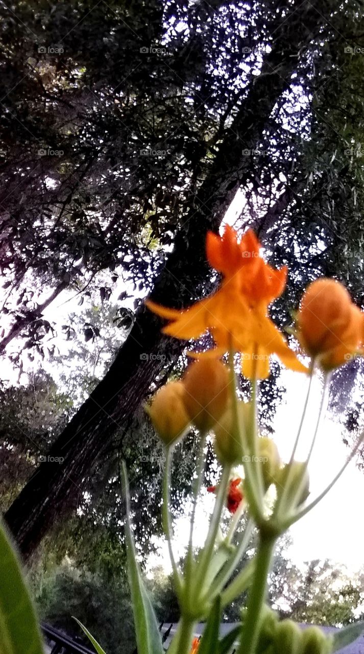 orange red flowers under trees in the garden