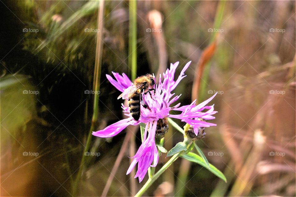 Bee on Purple Flower 