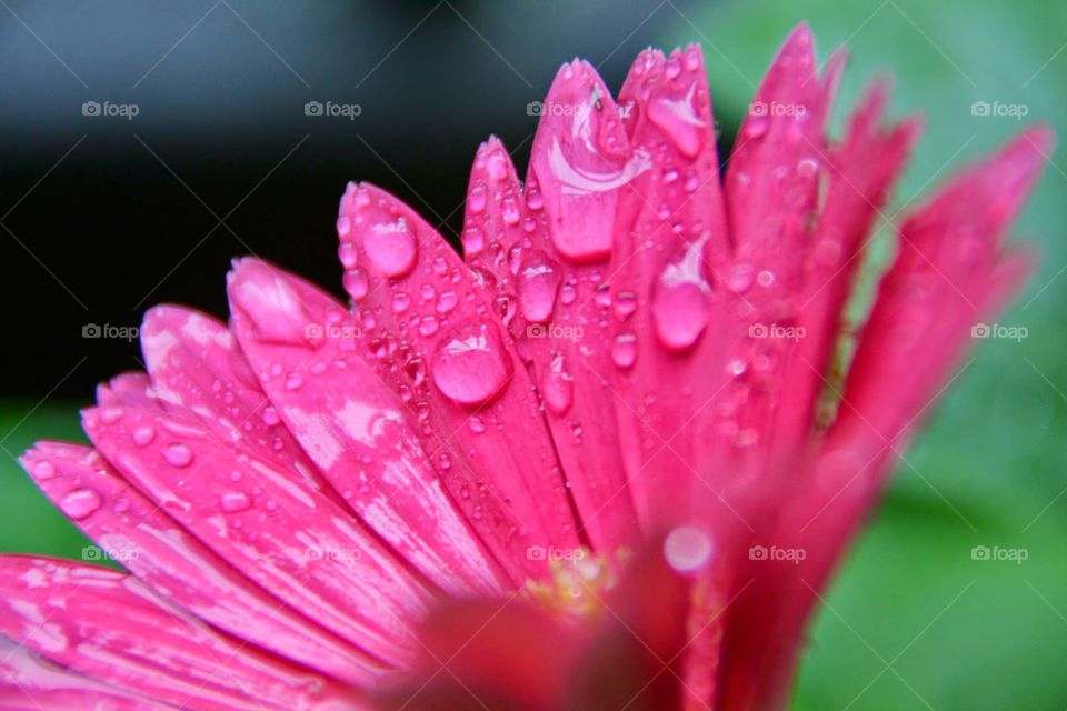 pink daisy rain shower