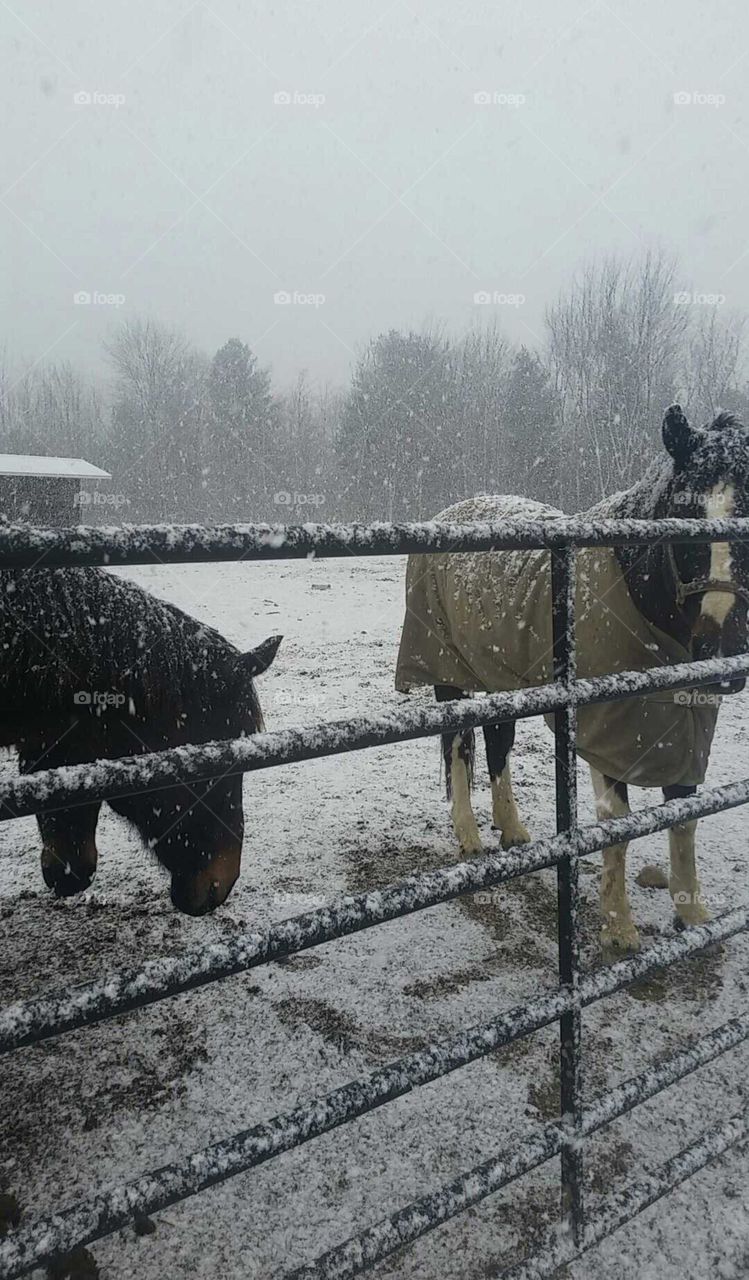 Horses in the Snow. horses in the snow