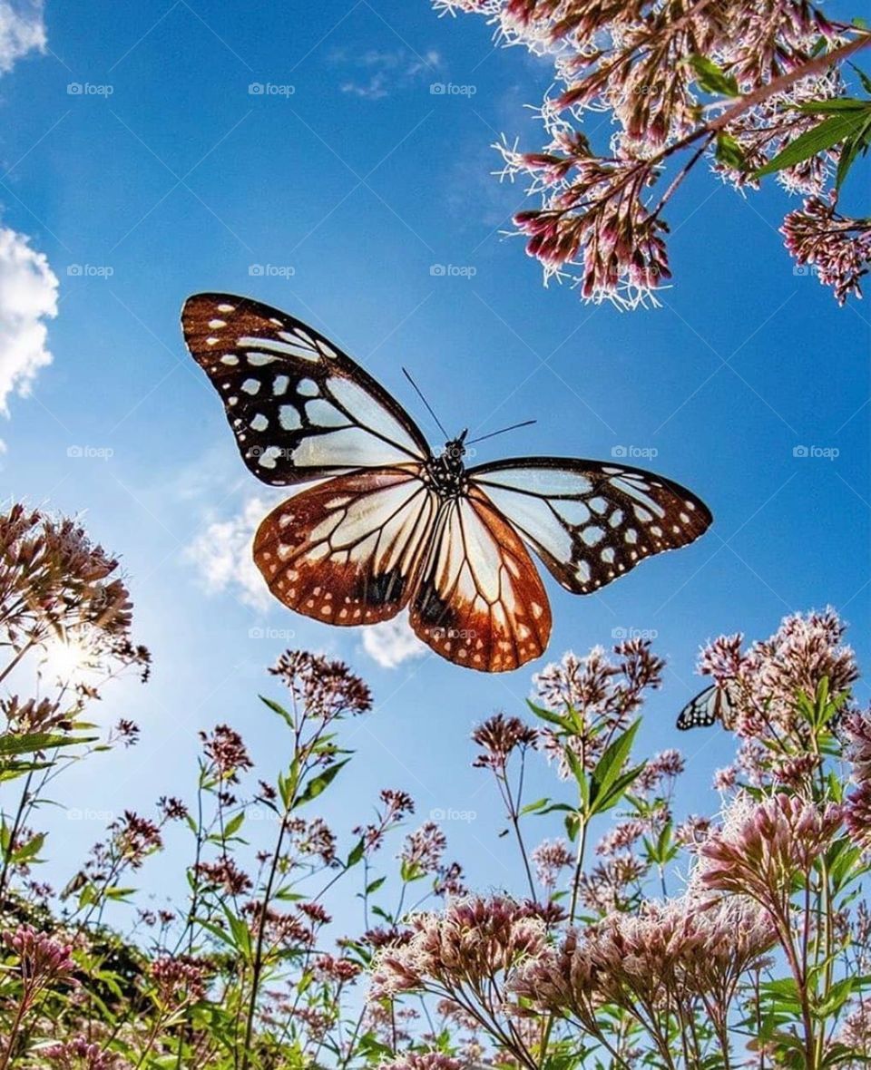 butterfly hovering around the blue sky