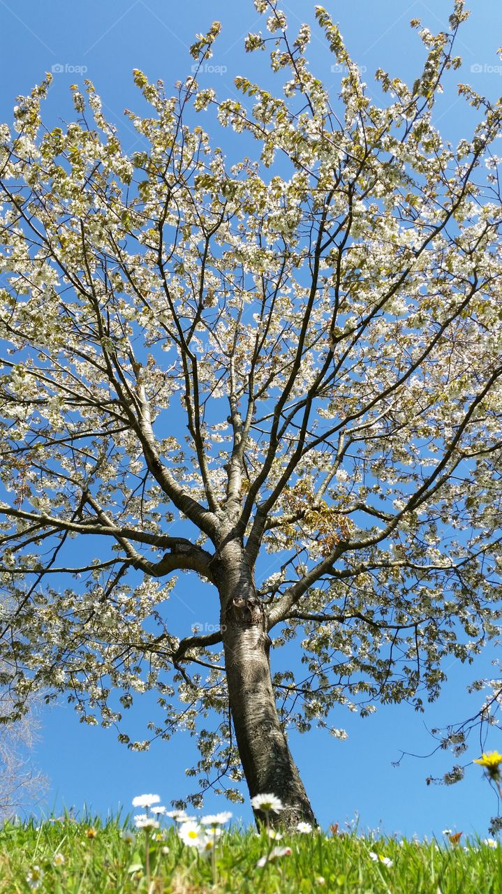 Tree, Branch, Season, Nature, Landscape