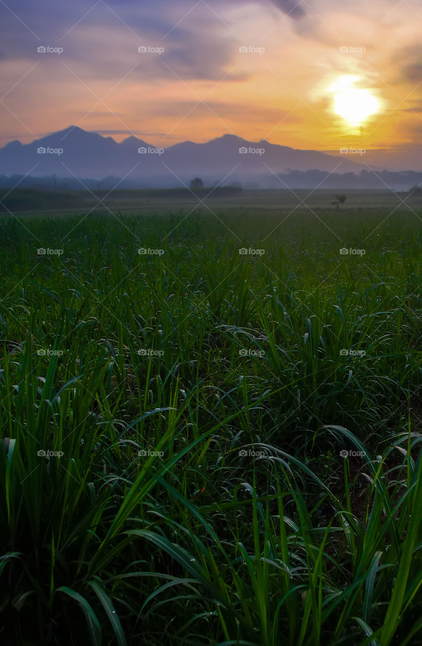 Meadow Sunrise near muria mount.  jepara, central java - indonesia
