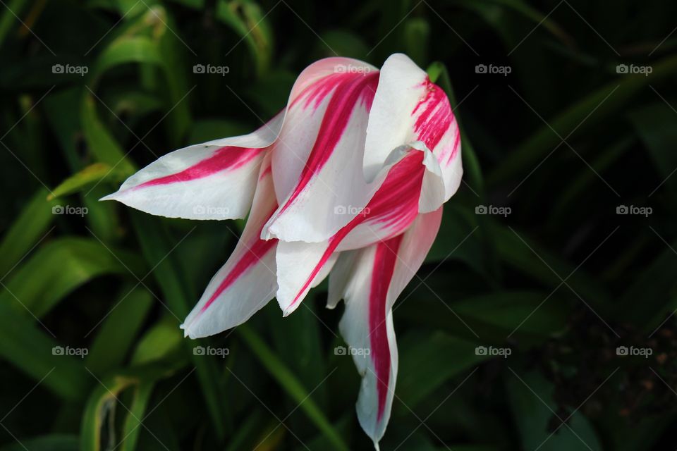 Tulip Marilyn -white tulip with red flame
