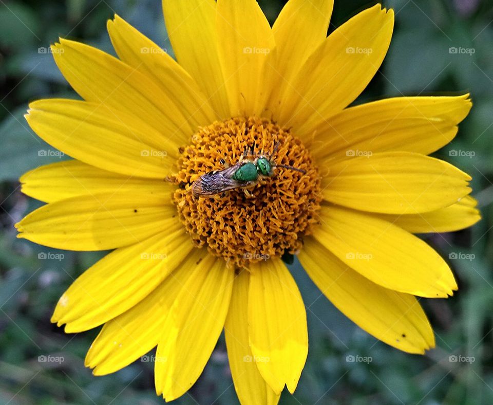 Green bee