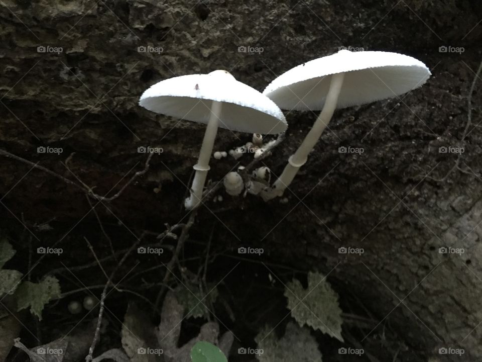 Fungus, Mushroom, Toadstool, Nature, No Person
