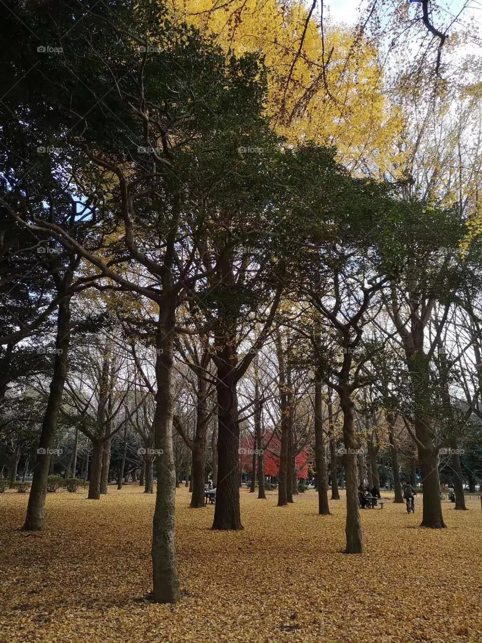 Yellow Trees
