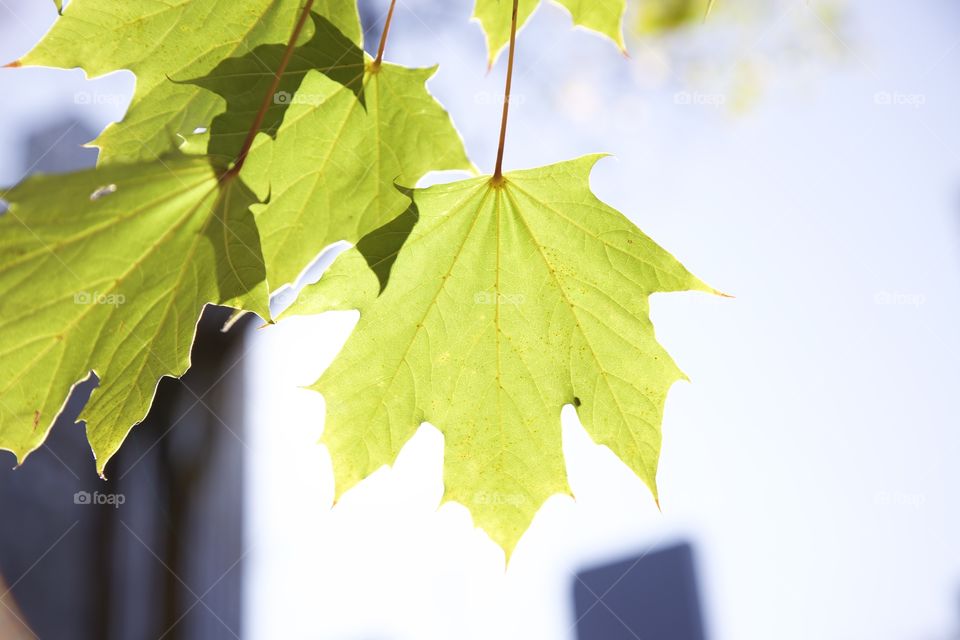 Sunny leaf