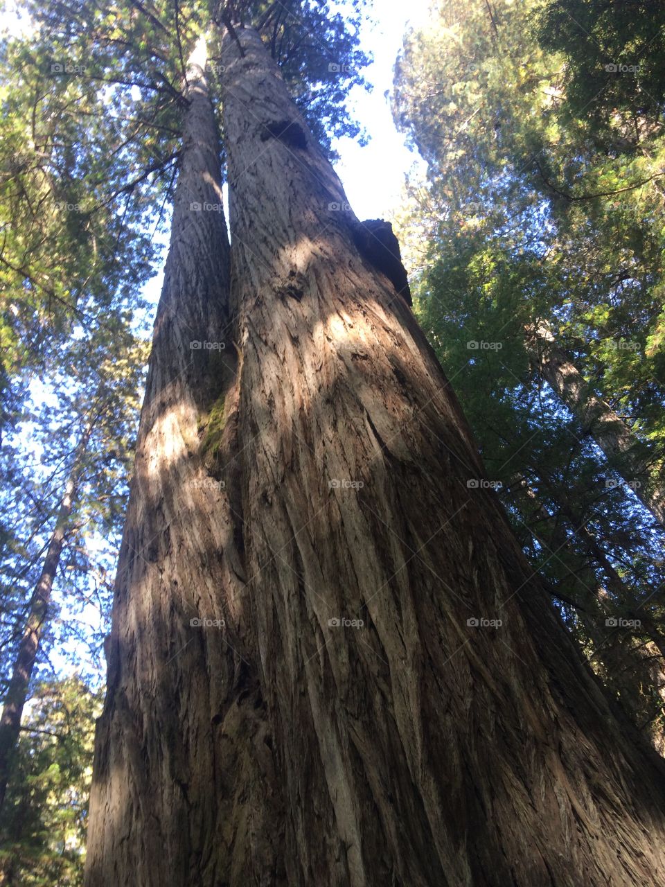 Looking up coastal Redwood 