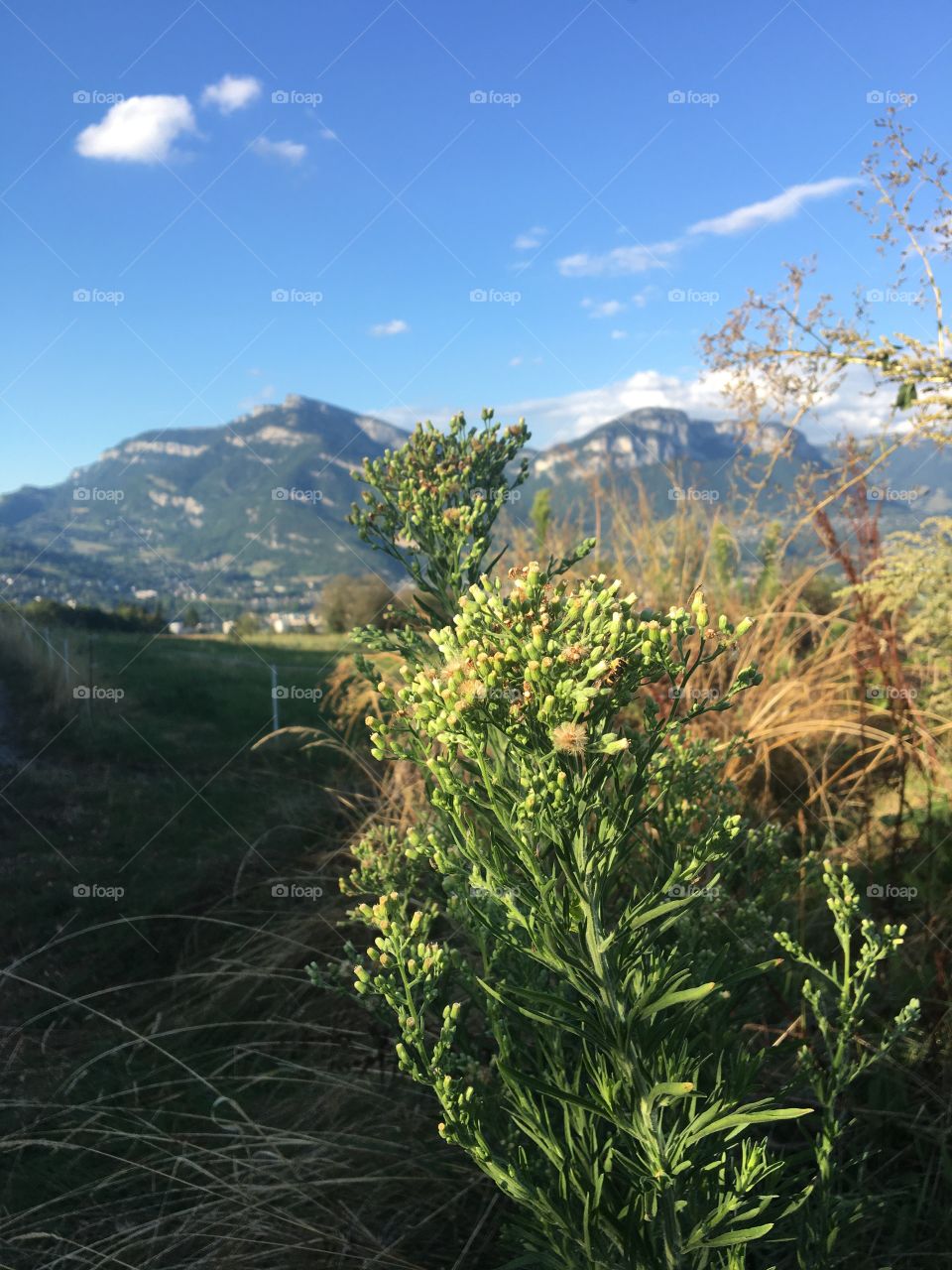 Mountainous landscape