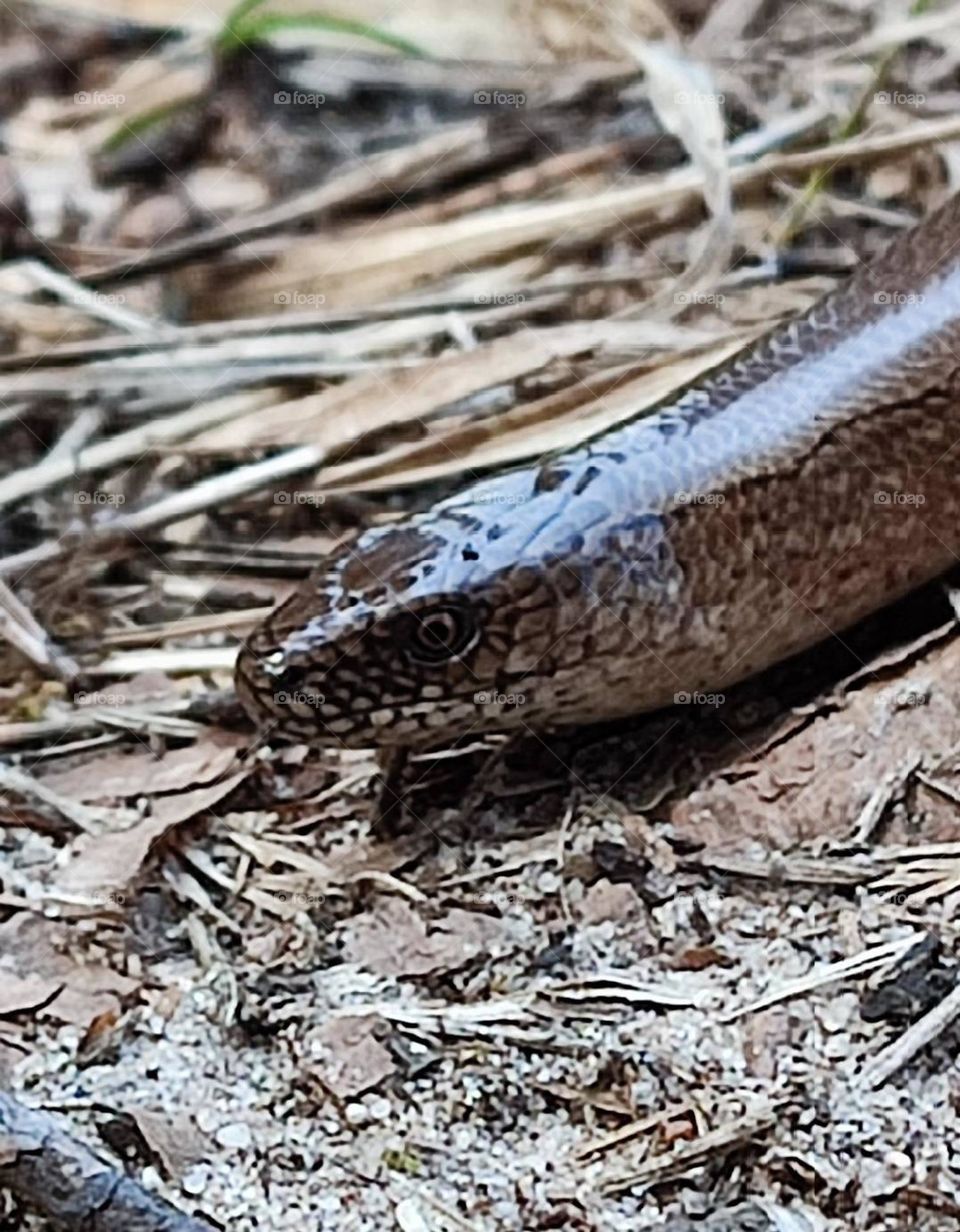 A slow worm