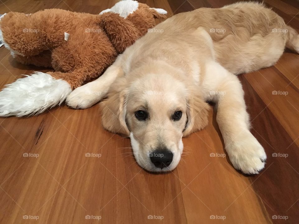 Golden retriever puppy too lazy to play.