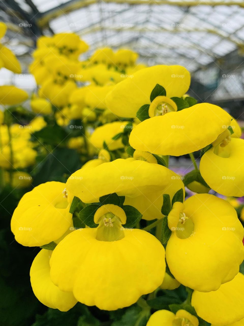 Yellow Flowers 