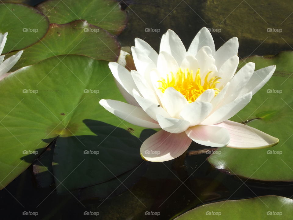 White Water Lilly