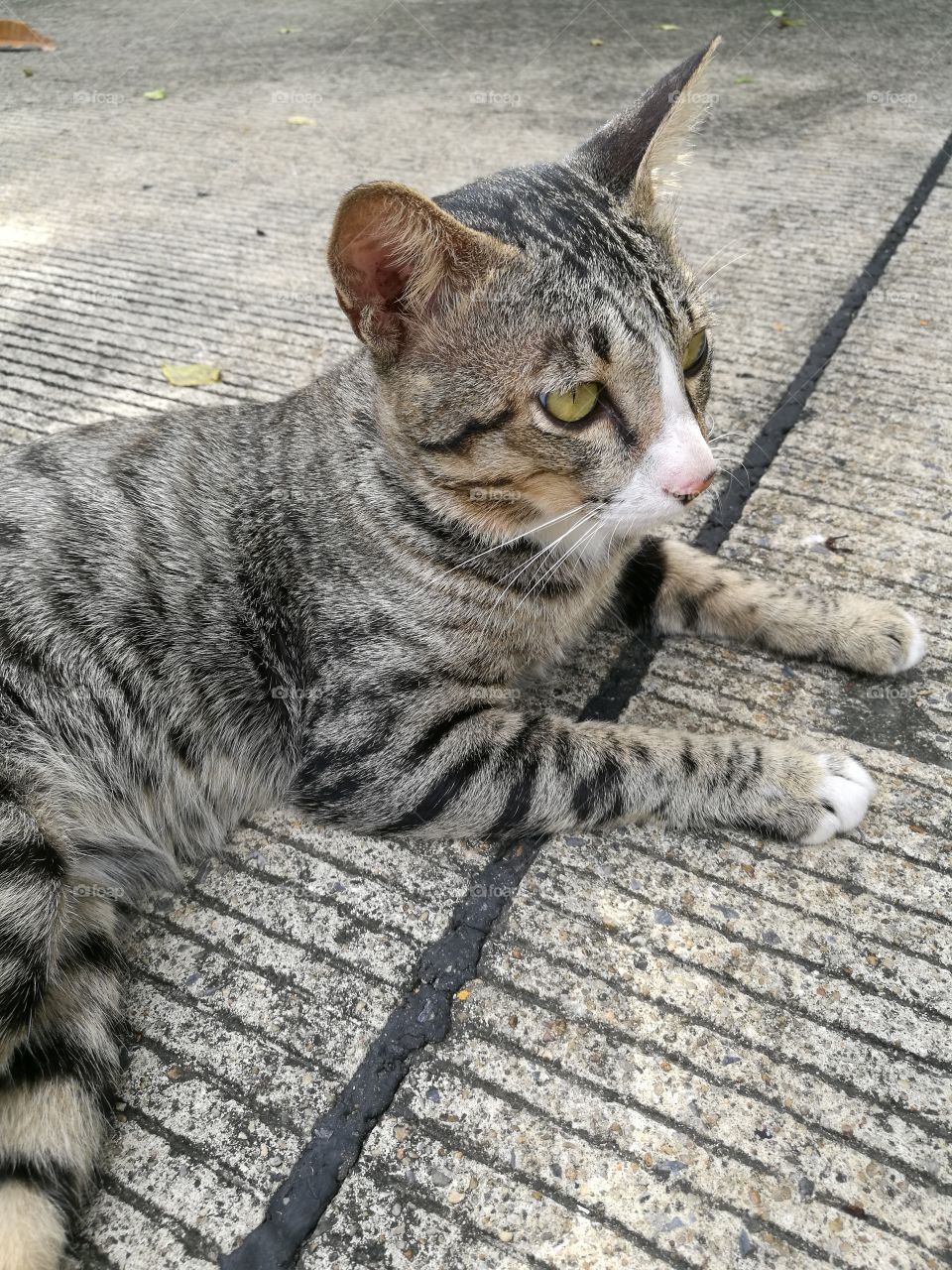 A cat with beautiful green eyes and grey  short hair with black stripes lying on the street.