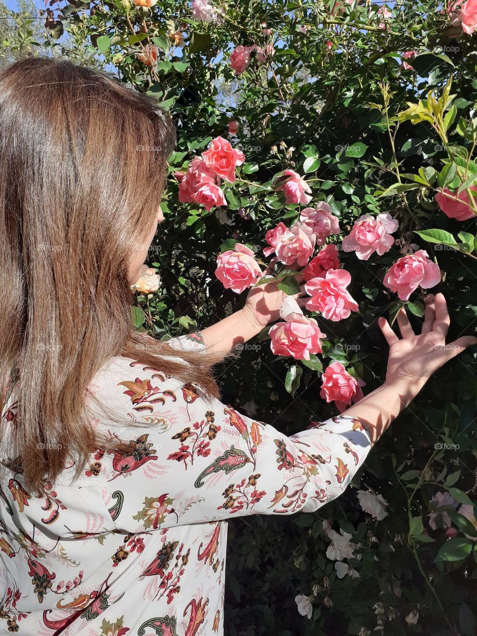 mujer admira las rosas rosas