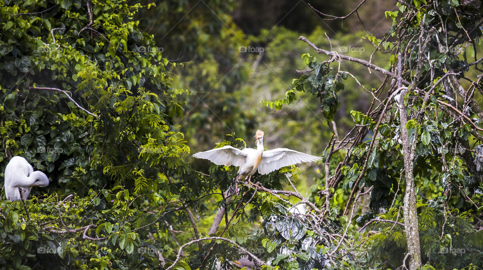 Brazilian bird exhibiting itself in the nest