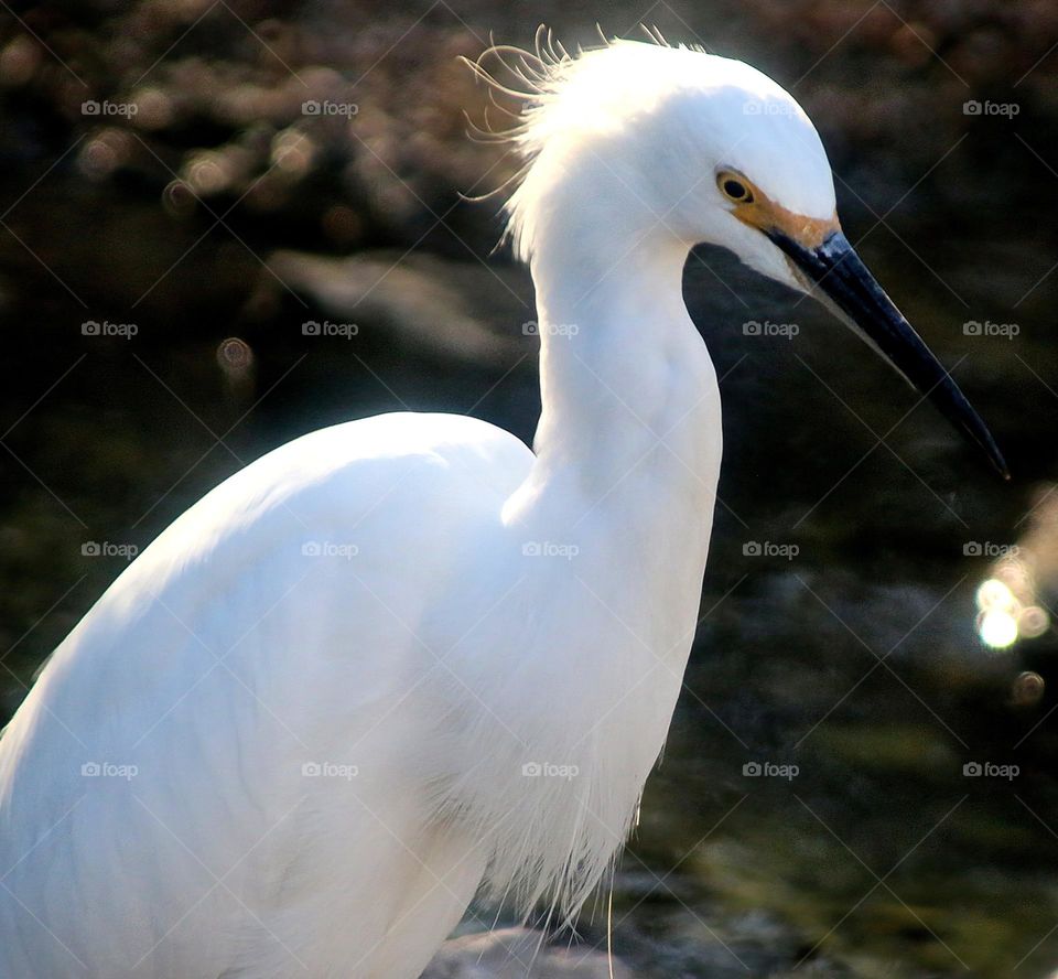 Portrait of a Snowy Egret