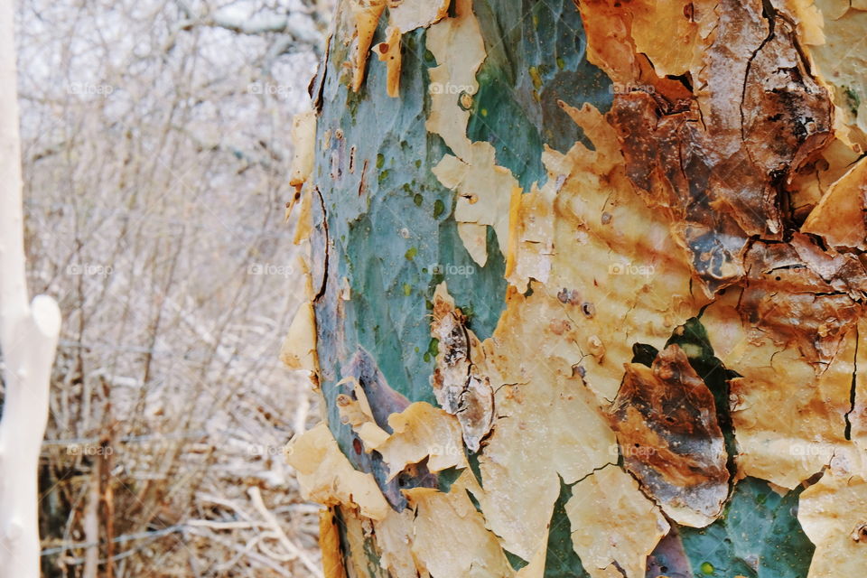 No Person, Fall, Nature, Tree, Wood