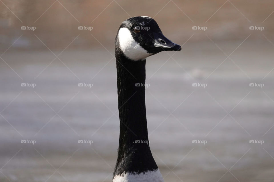 Canadian goose head and neck closeup with distant lake blurred in background.