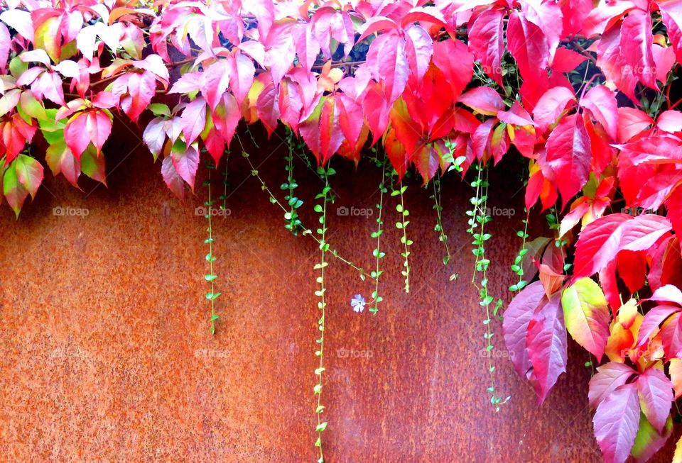 plant on rusty wall