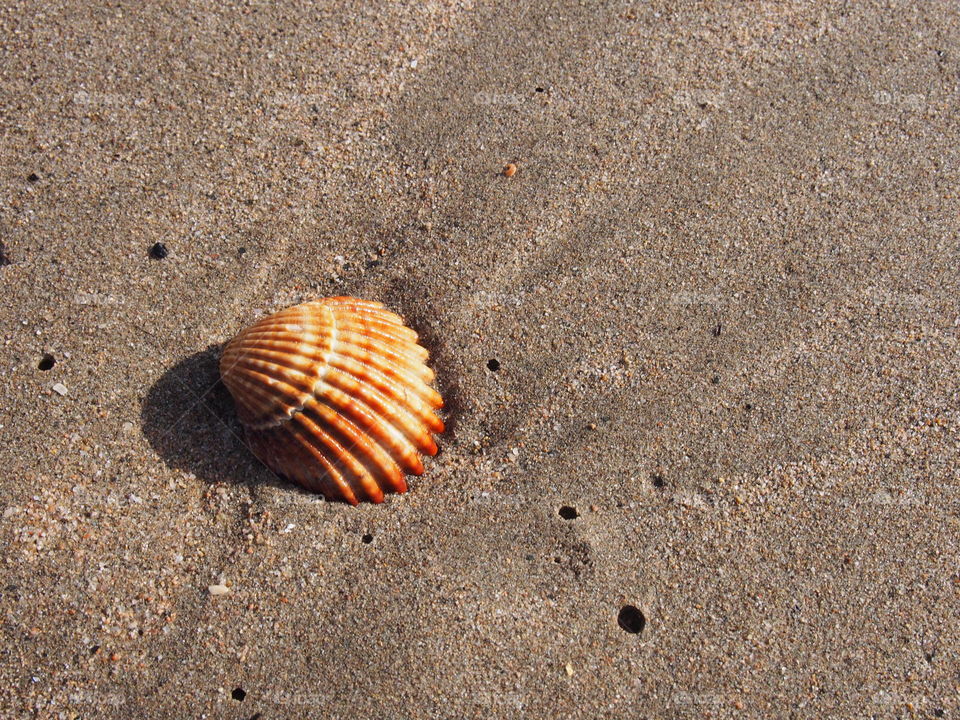 Sea shell on sandy baech