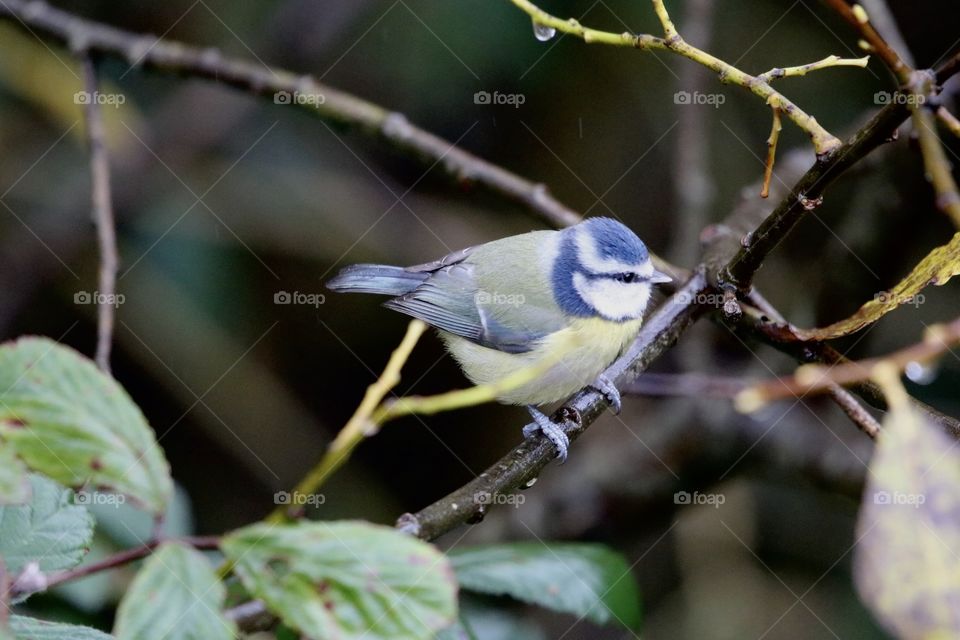 Blue tit 