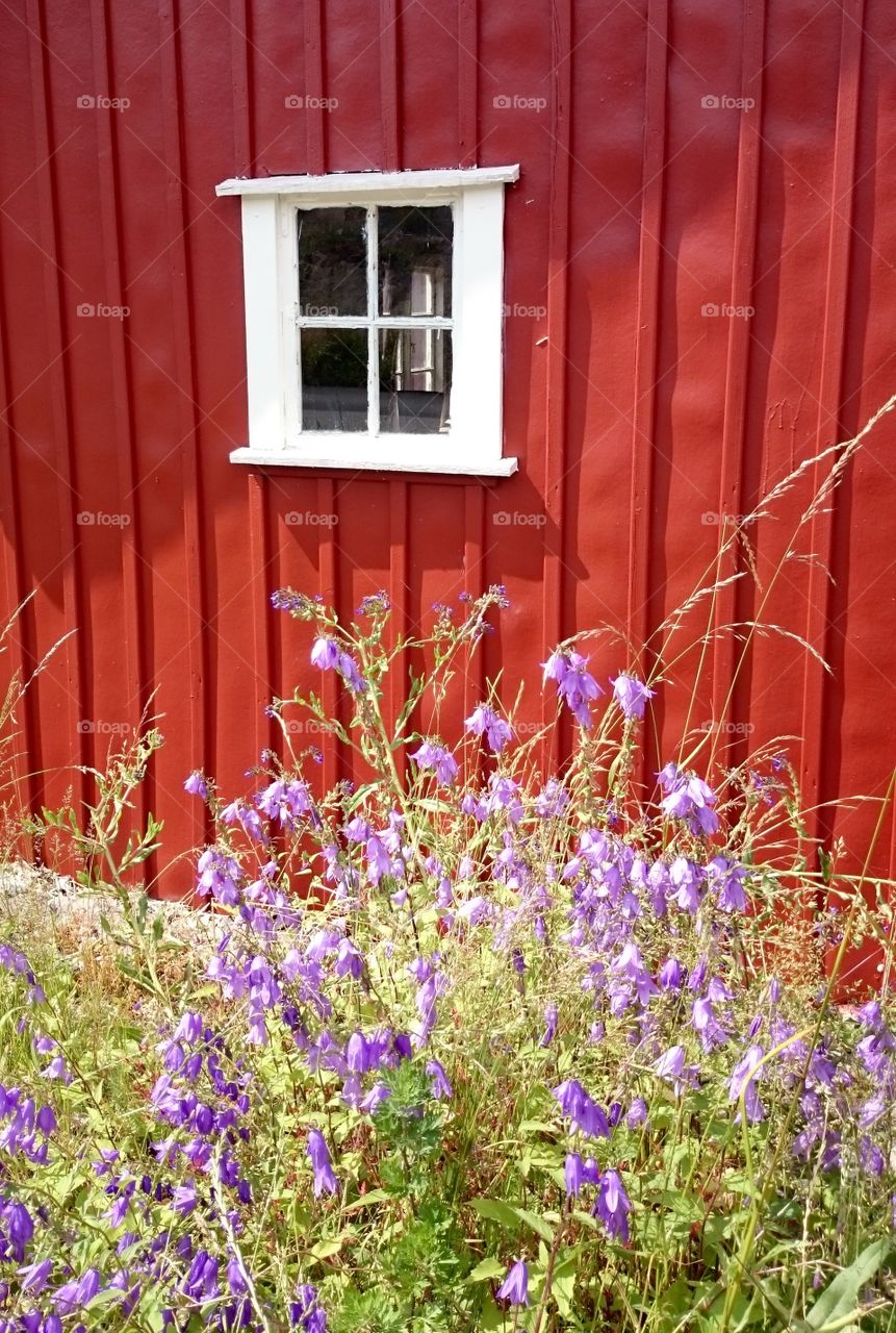 Blue flowers in front of red house