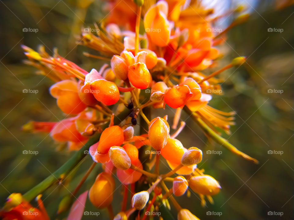 Beautiful caparis flowers ready
 to bloom in summer