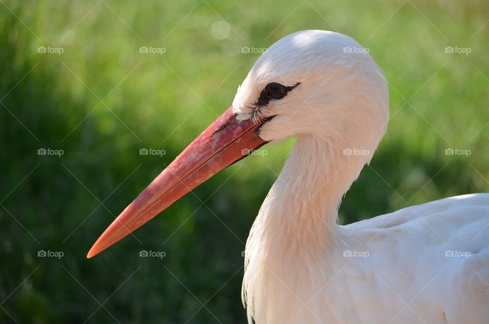 Close-up of a bird