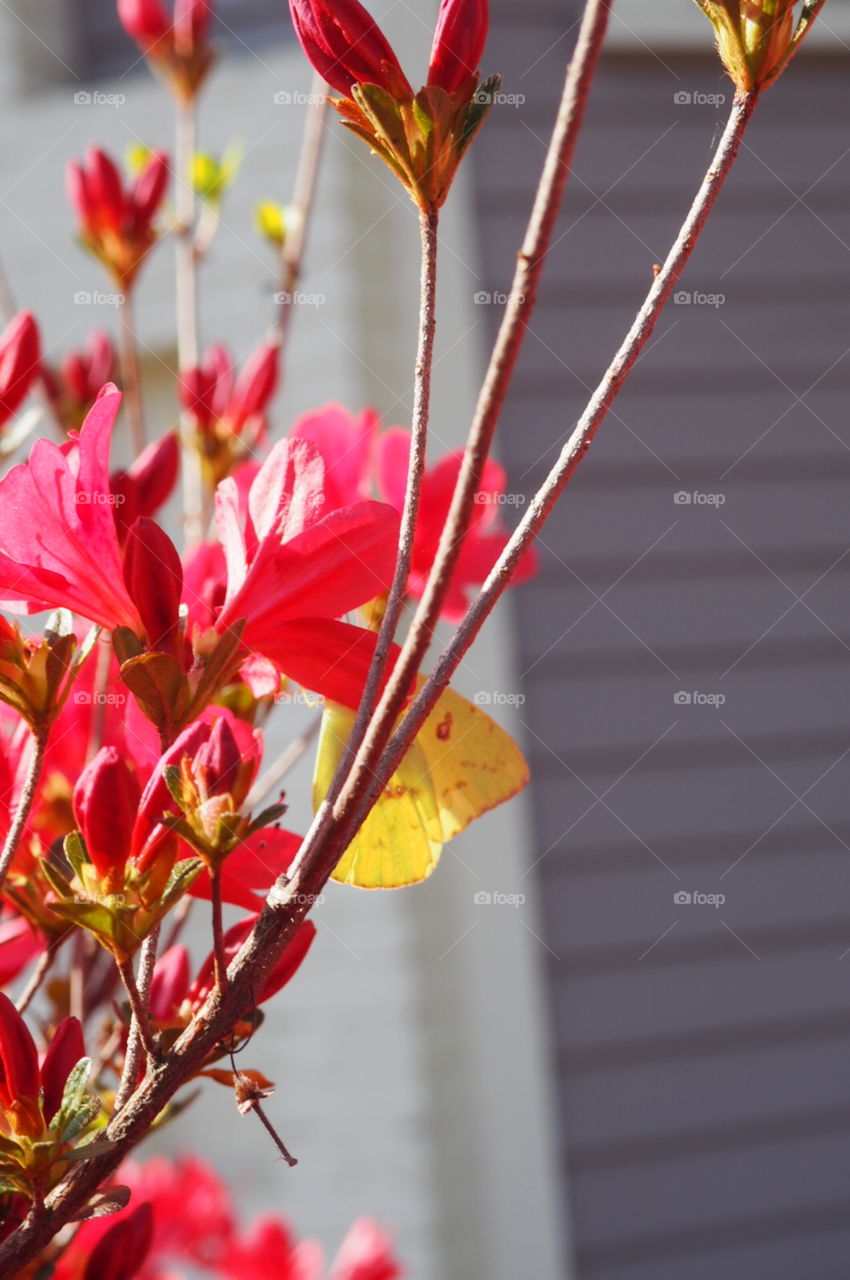 butterfly on plant
