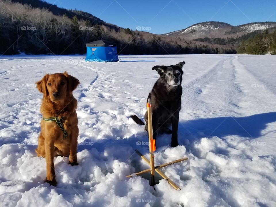 ice fishing with dogs