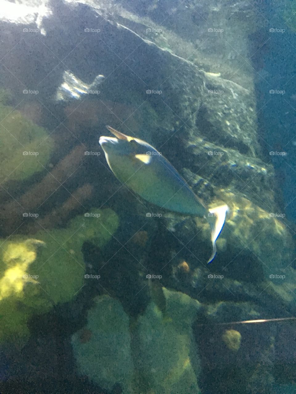 Underwater, Fish, Water, No Person, Sea